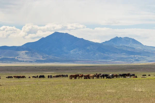 Utah çölünde vahşi bir at sürüsü.