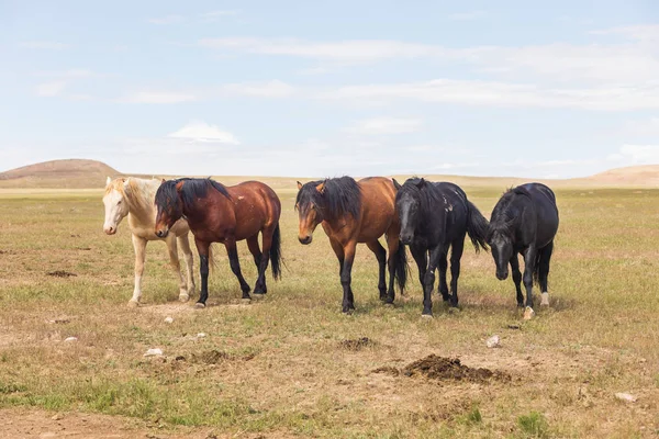 Troupeau Chevaux Sauvages Dans Désert Utah — Photo