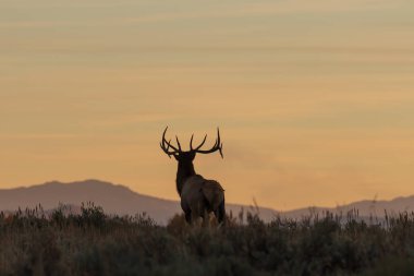 bir sonbahar gündoğumu kontrast bir boğa elk