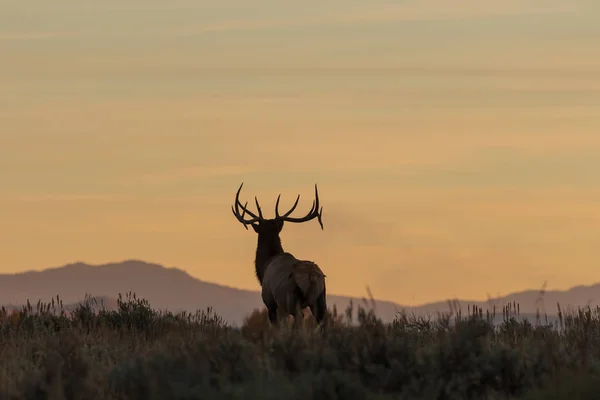 Bull Elk Silhouetted Autumn Sunrise — Stock Photo, Image