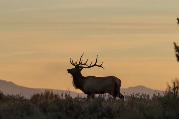 Wapiti Taureau Soie Lever Soleil Automne — Photo