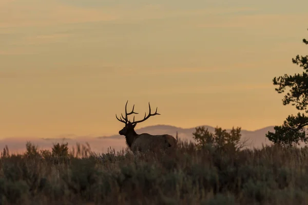 Wapiti Taureau Soie Lever Soleil Automne — Photo