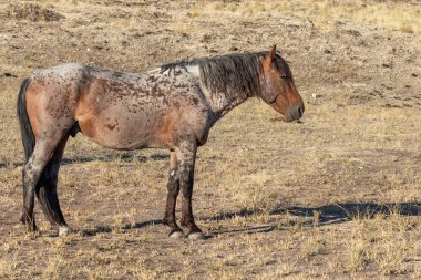 Utah çölünde güzel vahşi bir at.