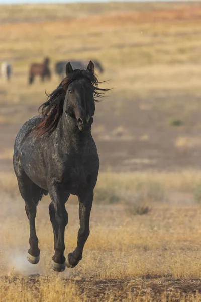 Vacker Vildhäst Hingst Utah Öknen — Stockfoto