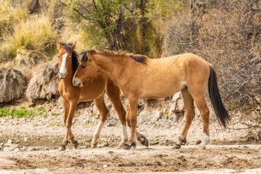 vahşi atlar tuz river sürünün Arizona çölde fikir tartışması bir çift