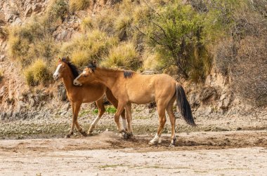 vahşi atlar tuz river sürünün Arizona çölde fikir tartışması bir çift
