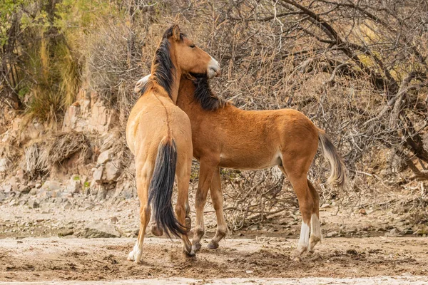 vahşi atlar tuz river sürünün Arizona çölde fikir tartışması bir çift