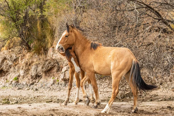 Pair Wild Horses Salt River Herd Sparring Arizona Desert — Stock Photo, Image