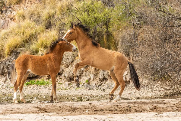 a pair of wild horses in the salt river herd sparring in the Arizona desert