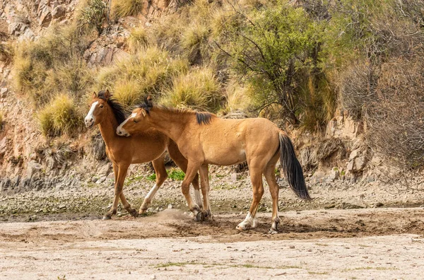 Pár Divokých Koní Řece Sůl Stádo Zápasení Arizonské Poušti — Stock fotografie