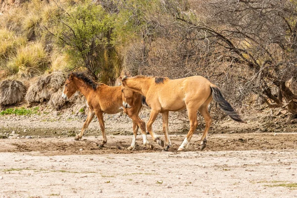 Pár Divokých Koní Řece Sůl Stádo Zápasení Arizonské Poušti — Stock fotografie