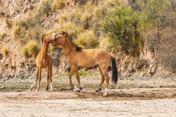 vahşi atlar tuz river sürünün Arizona çölde fikir tartışması bir çift