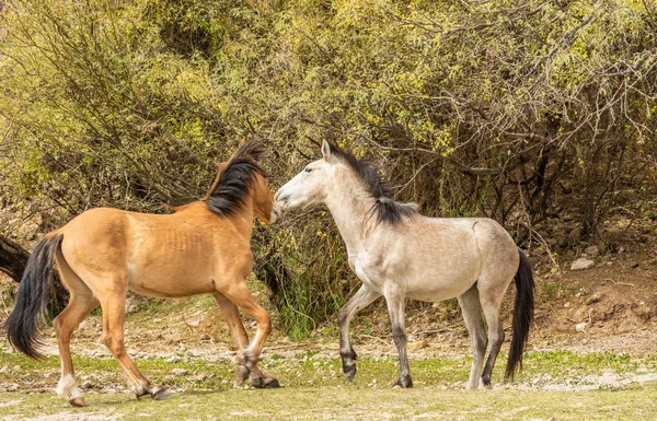 a pair of wild horses in the salt river herd sparring in the Arizona desert