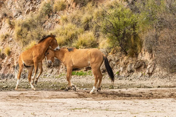 Pár Divokých Koní Řece Sůl Stádo Zápasení Arizonské Poušti — Stock fotografie