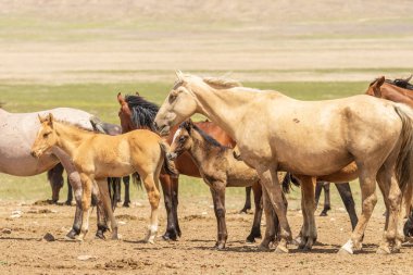Yaz aylarında Utah çölde vahşi atlar sürüsü