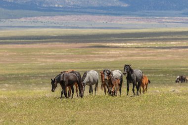 Yaz aylarında Utah çölde vahşi atlar sürüsü