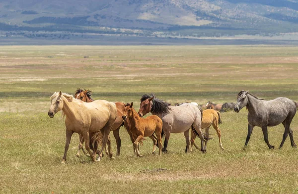 Yaz aylarında Utah çölde vahşi atlar sürüsü