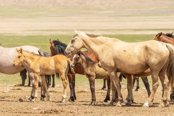 Yaz aylarında Utah çölde vahşi atlar sürüsü