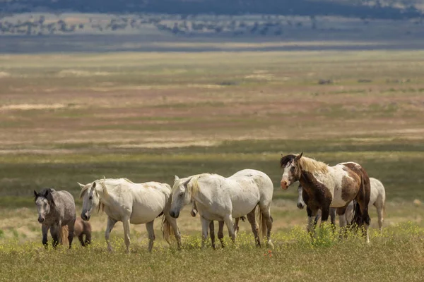 Herd Wild Horses Utah Desert Summer — Stock Photo, Image
