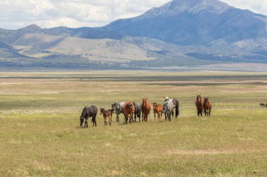 Yaz aylarında Utah çölde vahşi atlar sürüsü