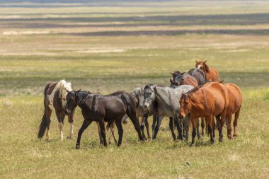 Yaz aylarında Utah çölde vahşi atlar sürüsü