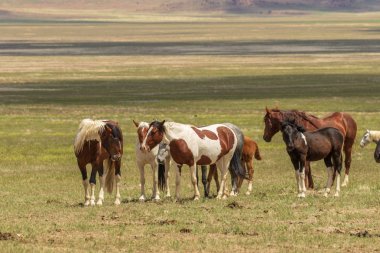 Yaz aylarında Utah çölde vahşi atlar sürüsü
