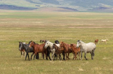 Yaz aylarında Utah çölde vahşi atlar sürüsü