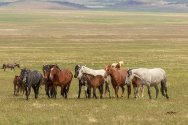 Yaz aylarında Utah çölde vahşi atlar sürüsü