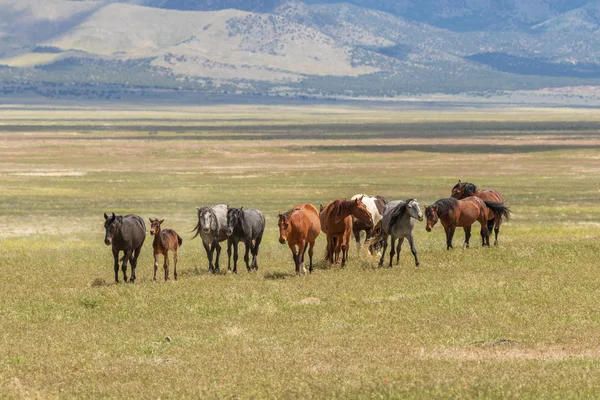 Yaz aylarında Utah çölde vahşi atlar sürüsü