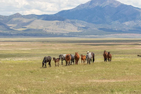 Yaz aylarında Utah çölde vahşi atlar sürüsü