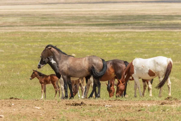 Troupeau Chevaux Sauvages Dans Désert Utah Été — Photo