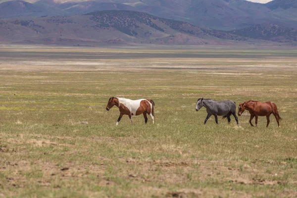 Eine Herde Wildpferde Sommer Der Wüste Utah — Stockfoto
