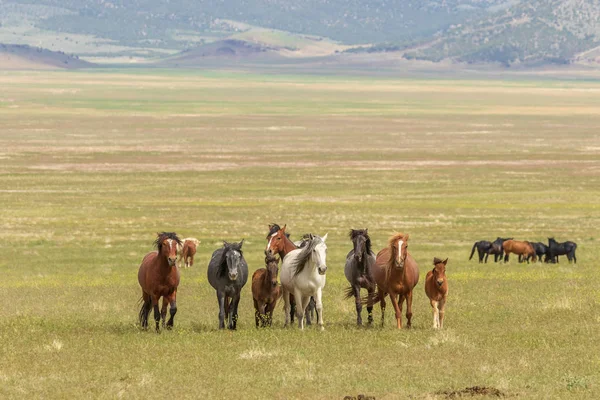 Yaz aylarında Utah çölde vahşi atlar sürüsü
