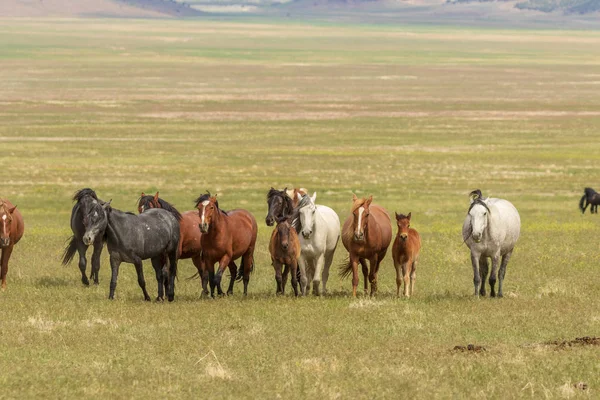 Yaz aylarında Utah çölde vahşi atlar sürüsü