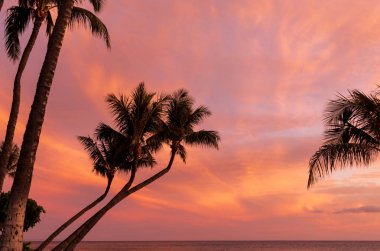 Maui güzel bir gün batımı kontrast palmiye ağaçları