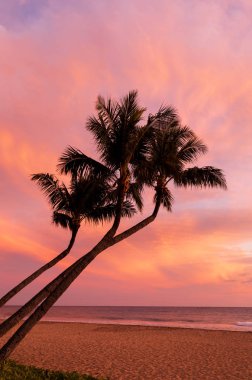 Maui güzel bir gün batımı kontrast palmiye ağaçları