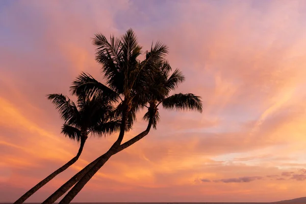棕榈树在美丽的毛伊岛夕阳中轮廓 — 图库照片