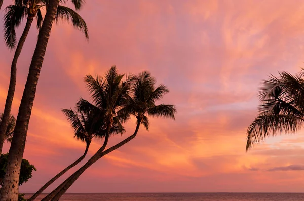 Maui güzel bir gün batımı kontrast palmiye ağaçları