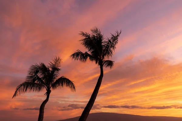 Palmiers Silhouette Dans Beau Coucher Soleil Maui — Photo