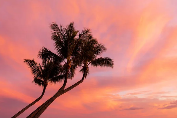 Palmeras Siluetas Una Hermosa Puesta Sol Maui — Foto de Stock