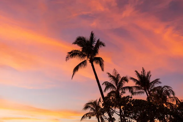 Palmeras Siluetas Una Hermosa Puesta Sol Maui — Foto de Stock