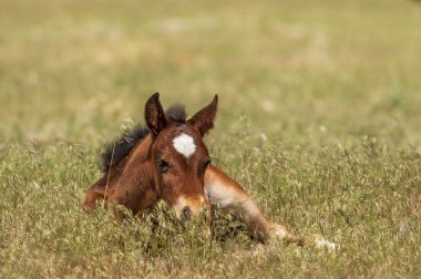 Utah çölünde şirin bir at yavrusu.