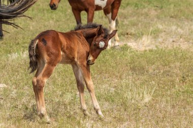 Utah çölünde şirin bir at yavrusu.