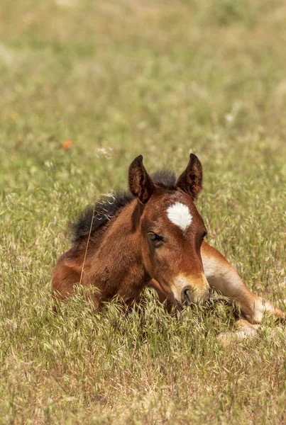 Utah çölünde şirin bir at yavrusu.