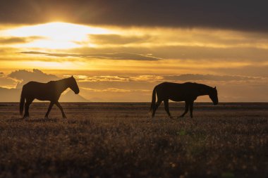 Utah Çölü'nde günbatımı, vahşi atlar bir çift