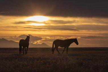 Utah Çölü'nde günbatımı, vahşi atlar bir çift
