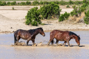 Utah Çölü'nde bir ziyarette200 vahşi atlar sürüsü