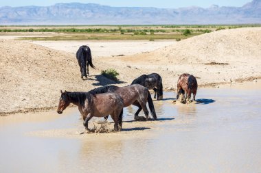 Utah Çölü'nde bir ziyarette200 vahşi atlar sürüsü