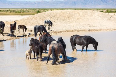 Utah Çölü'nde bir ziyarette200 vahşi atlar sürüsü