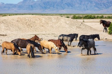 Utah Çölü'nde bir ziyarette200 vahşi atlar sürüsü